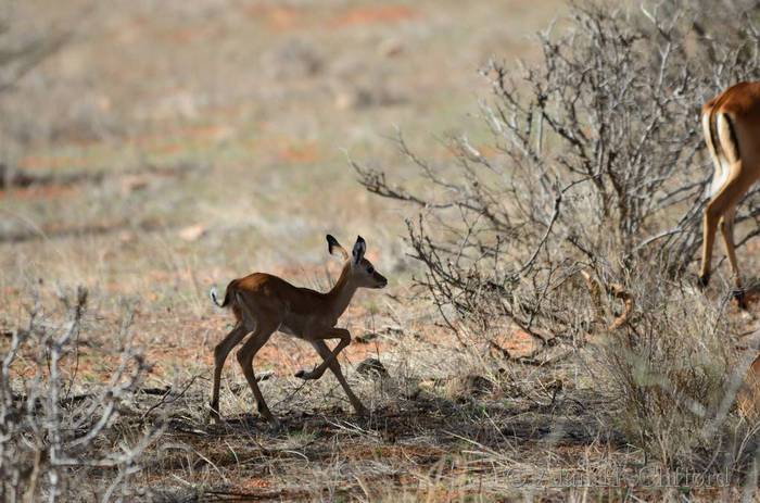 Young impala