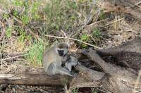 Baby monkey with mother