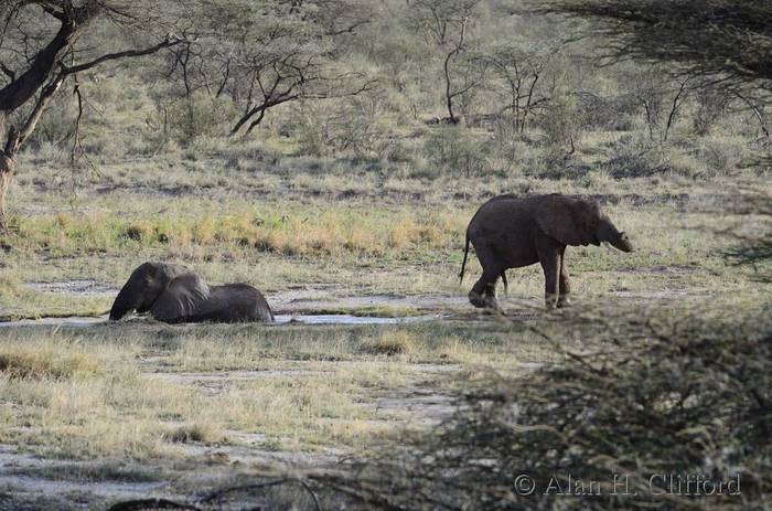 Elephant in water