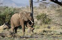 Elephant rubbing against a tree