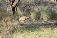 Striped hyena