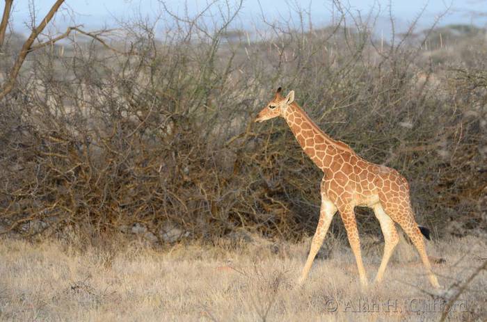 Young giraffe