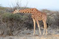 Reticulated giraffe