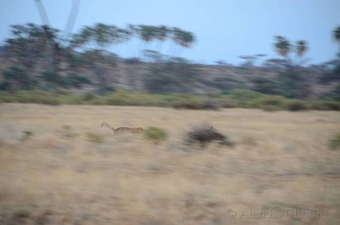 Cheetah