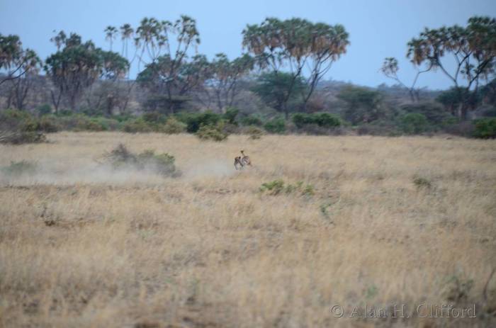 Cheetah