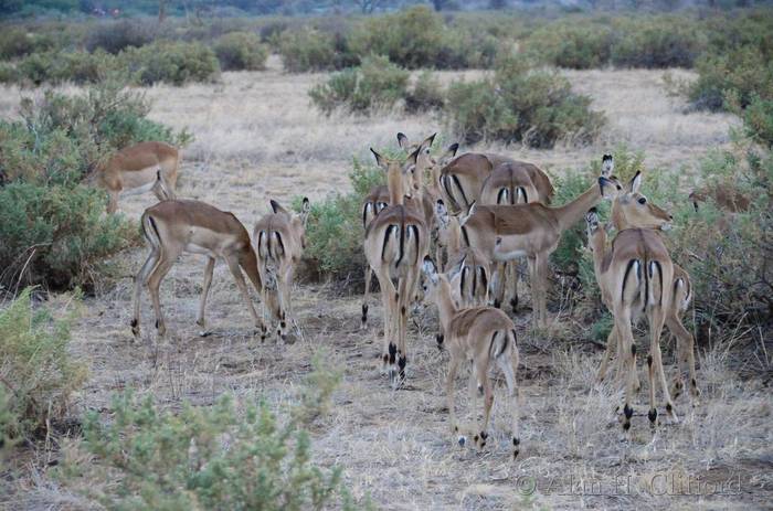 Impala