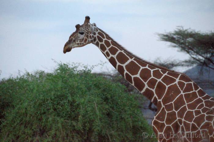 Giraffe