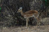 Young impala