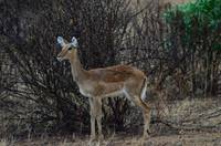 Young impala