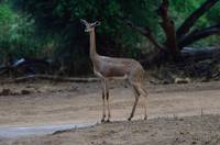 Gerenuk