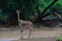 Gerenuk