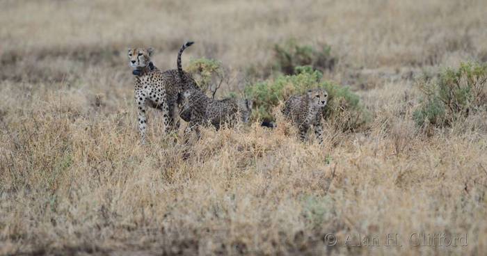 Cheetah family