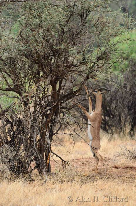 Gerenuk