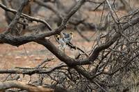 Yellow hornbills