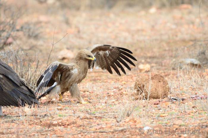 Tawny eagle