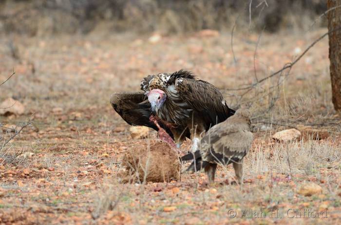 Vulture and tawny eagle