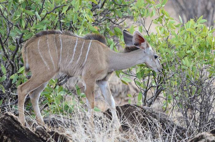 Young greater kudu