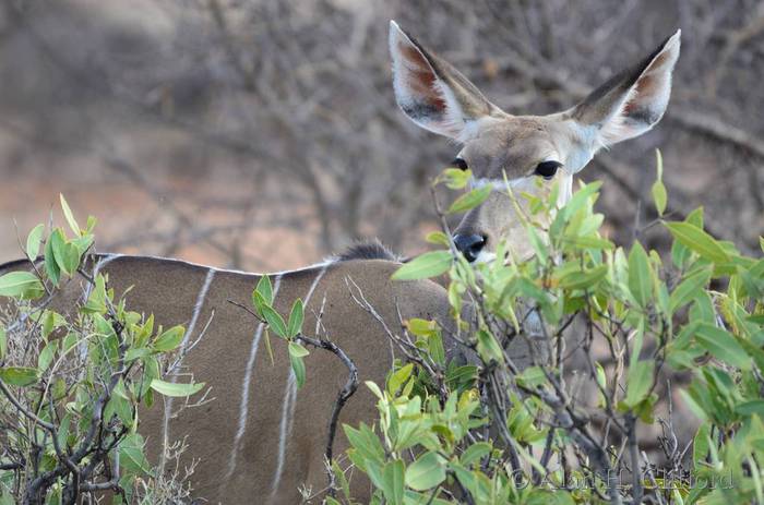 Greater kudu