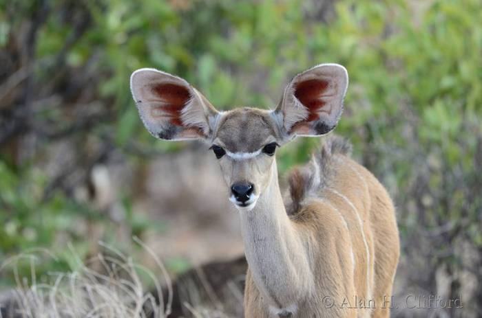 Young greater kudu