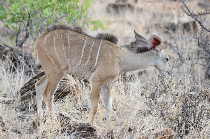 Young greater kudu