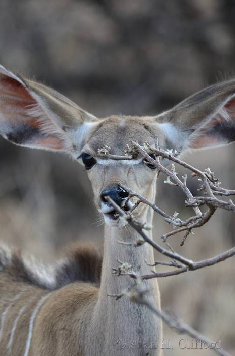 Young greater kudu