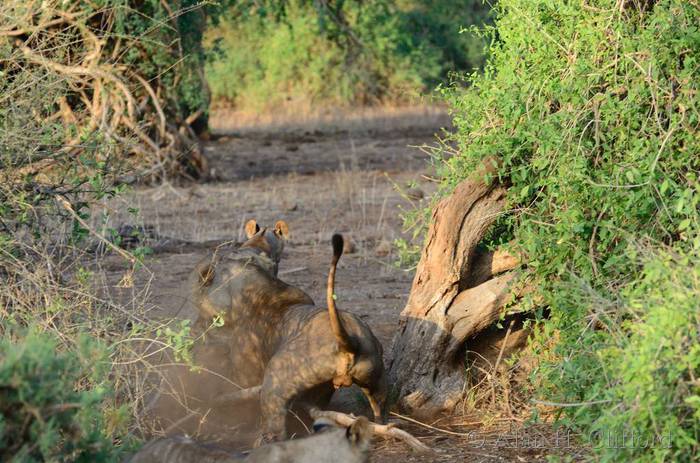 Lions fighting