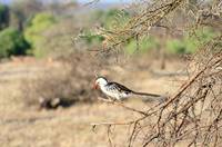 Red hornbill