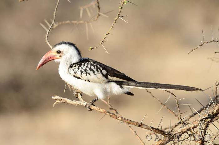 Red hornbill