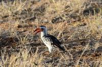 Red hornbill