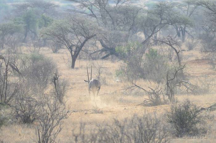 Oryx running