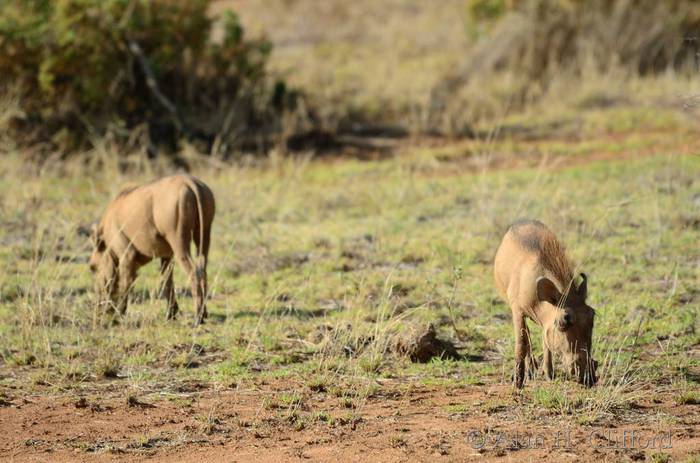 Warthogs