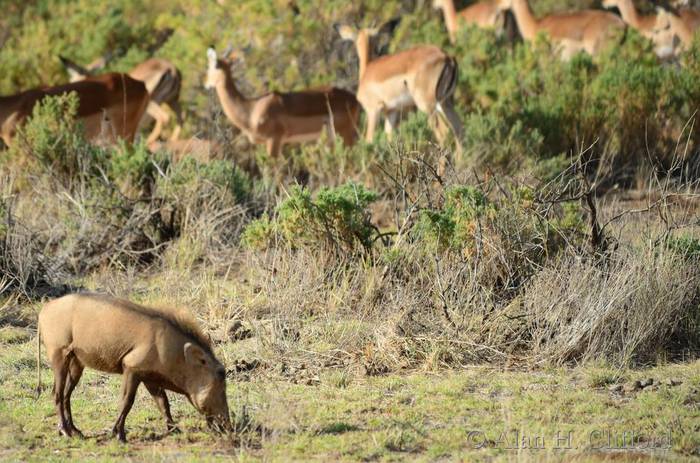 Warthogs