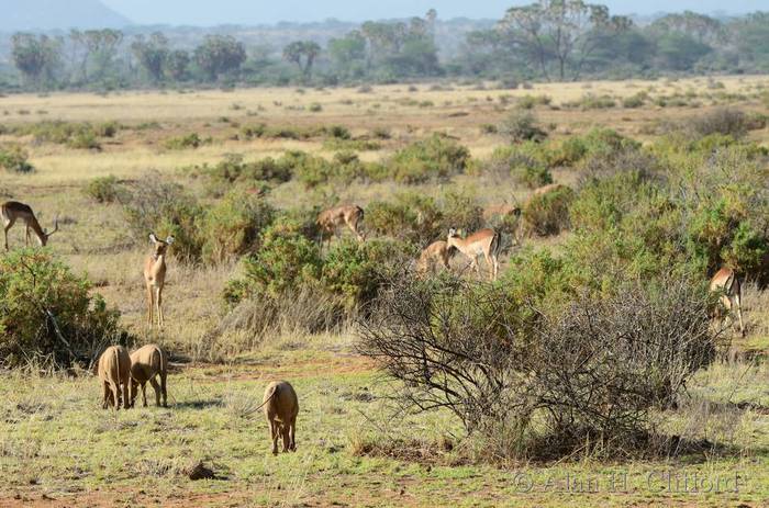 Warthogs