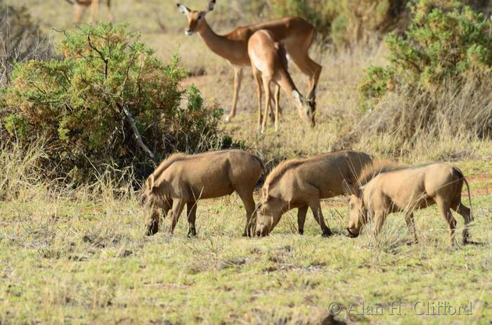 Warthogs