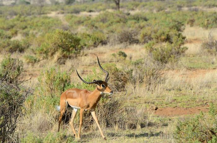 Impala