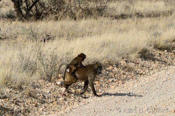 Baboon