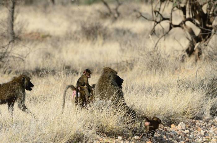 Baboon with baby