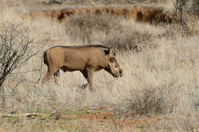 Warthog