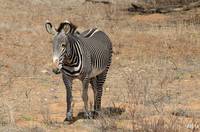 Grevy’s zebra