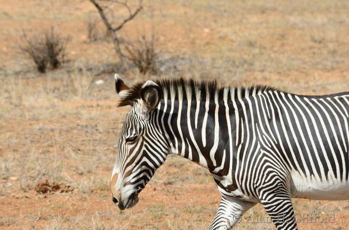 Grevy’s zebra