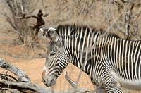 Grevy’s zebra