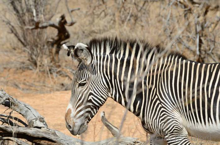 Grevy’s zebra