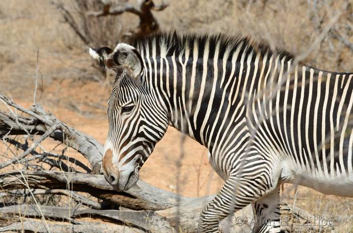 Grevy’s zebra