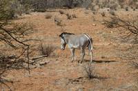 Grevy’s zebra