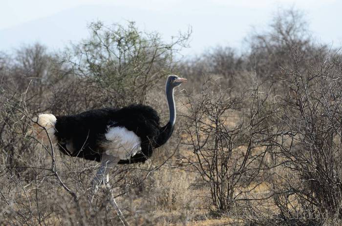 Male ostrich