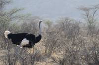 Male ostrich