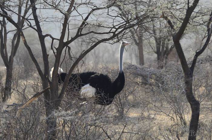 Male ostrich