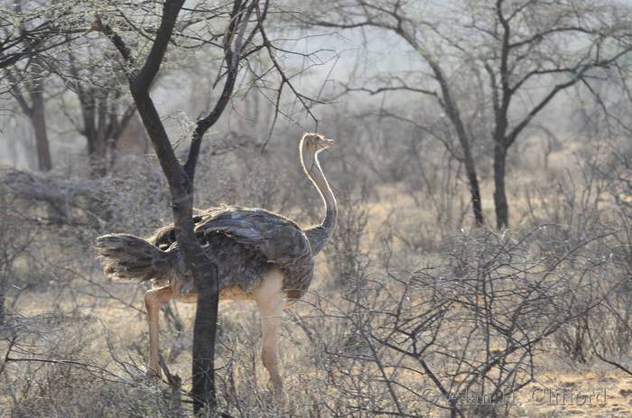 Female Ostrich