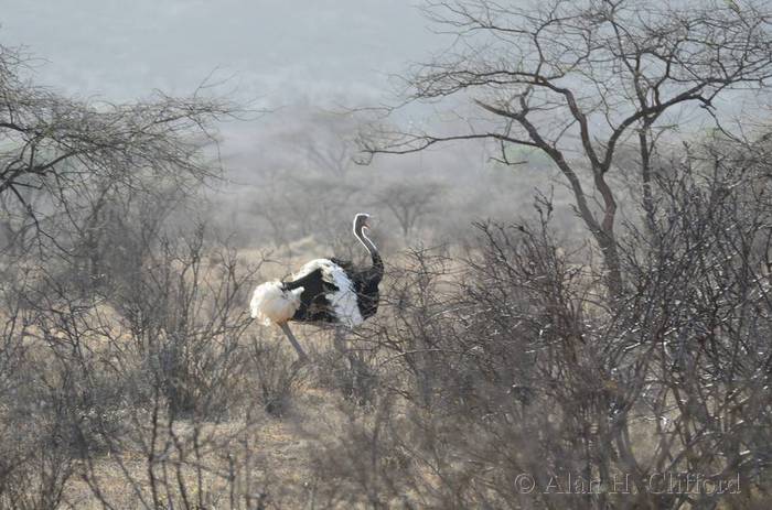 Female Ostrich