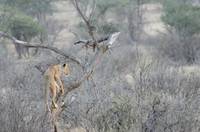 Lion in a tree